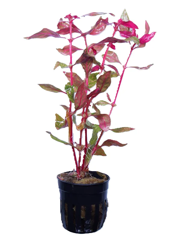 Alternanthera reineckii rosanervig Variegated - Cuboid Nature Aquarium