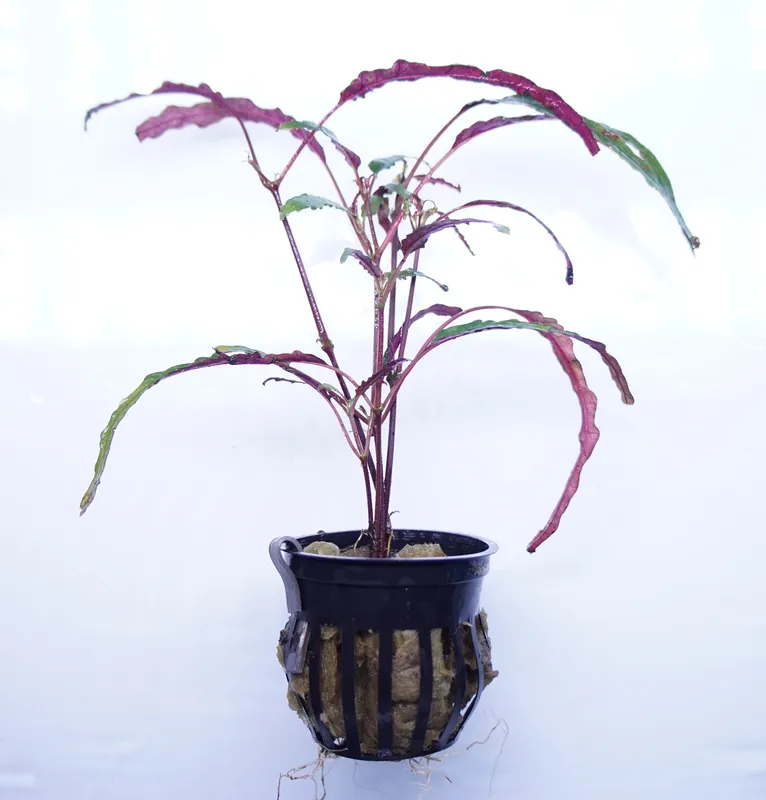 Dragon's Tongue - Cuboid Nature Aquarium