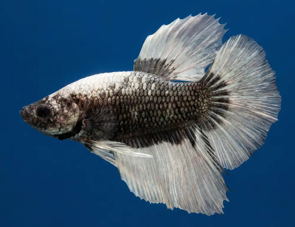 Black/White Halfmoon Male Betta - Cuboid Nature Aquarium