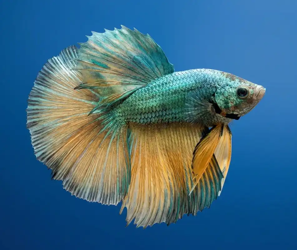 Green Mask Mustard Halfmoon Male Betta - Cuboid Nature Aquarium
