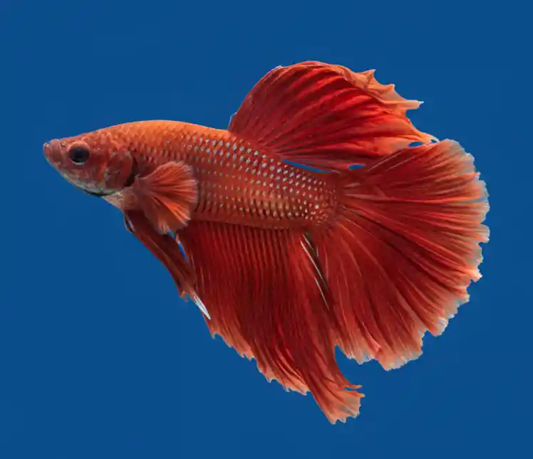 Super Red Halfmoon Male Betta - Cuboid Nature Aquarium