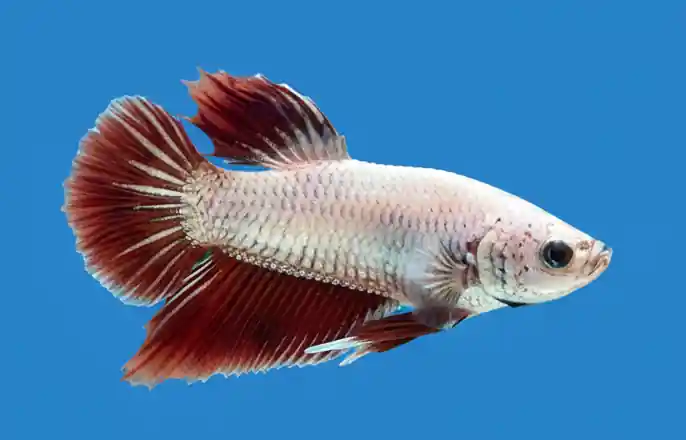 Red Dragon Plakat Male Betta - Cuboid Nature Aquarium