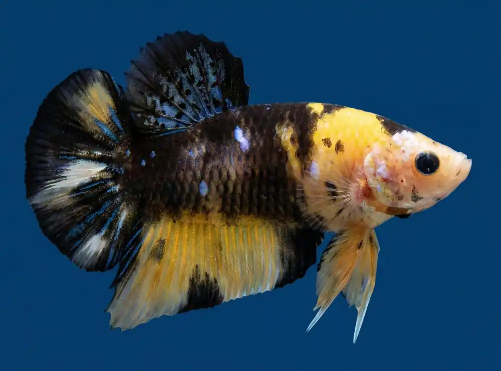 Koi Tiger Plakat Male Betta - Cuboid Nature Aquarium