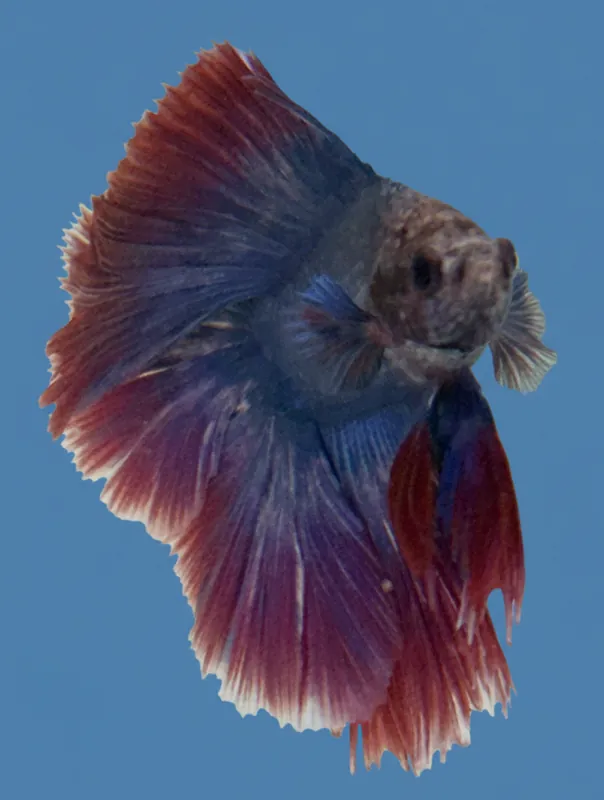Thai Flag Fullmoon Male Betta - Cuboid Nature Aquarium