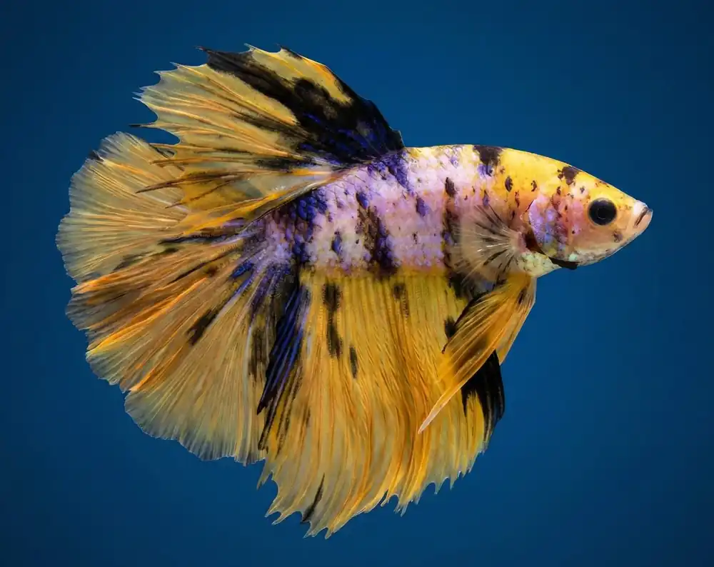 Yellow Galaxy Halfmoon Male Betta - Cuboid Nature Aquarium