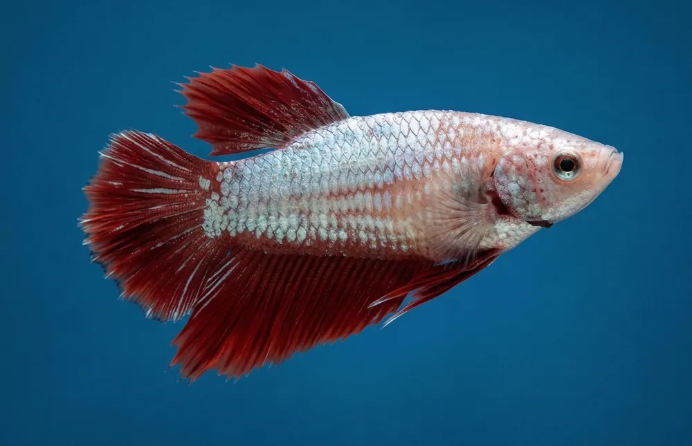 Halfmoon Female Betta - Cuboid Nature Aquarium