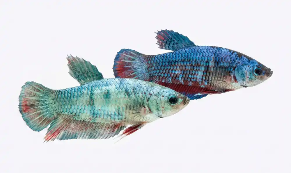 Fancy Halfmoon Female Betta - Cuboid Nature Aquarium