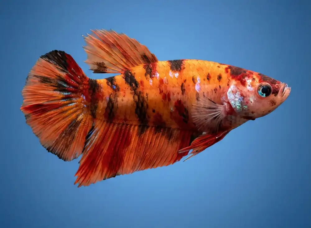 Koi Halfmoon Female Betta - Cuboid Nature Aquarium