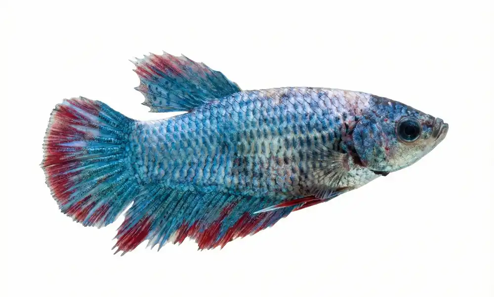 Fancy Female Betta - Cuboid Nature Aquarium