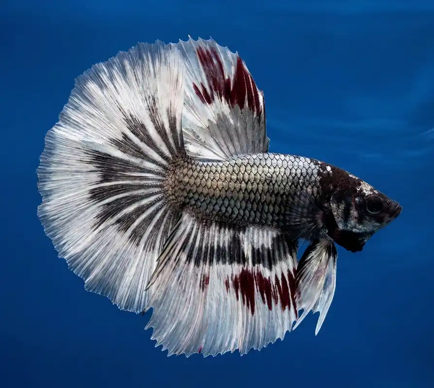 Halfmoon Male Betta - Cuboid Nature Aquarium