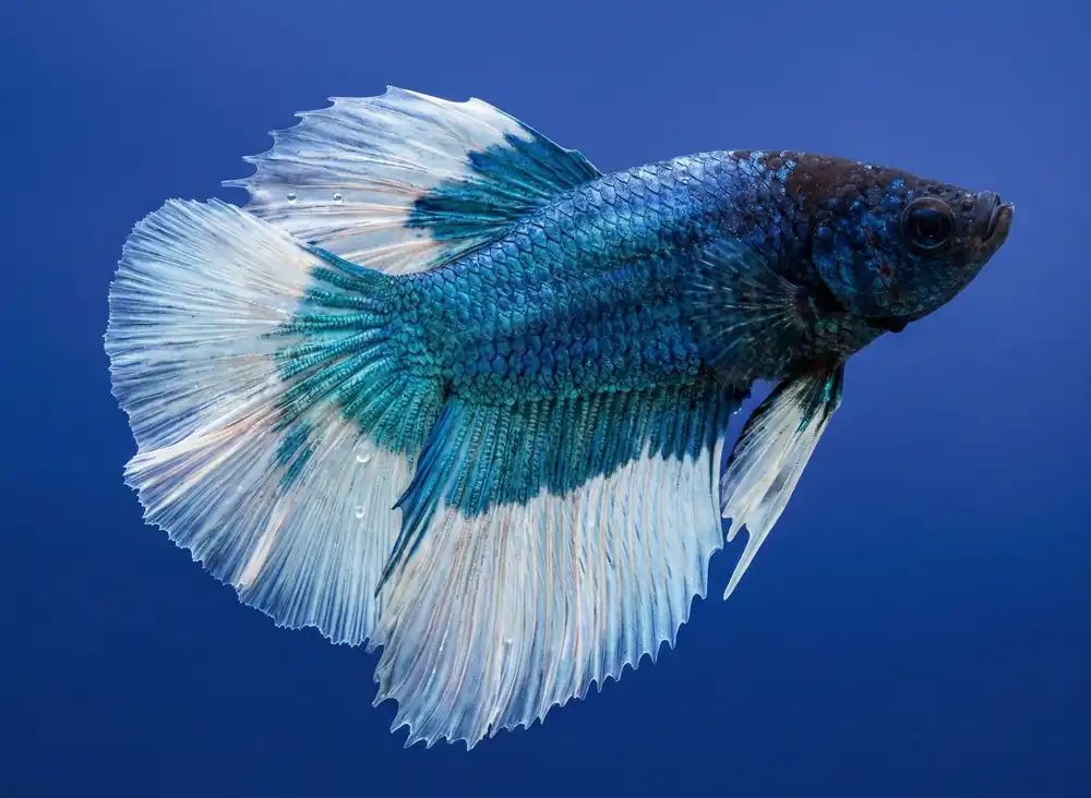 Premium Butterfly Halfmoon Male Betta - Cuboid Nature Aquarium
