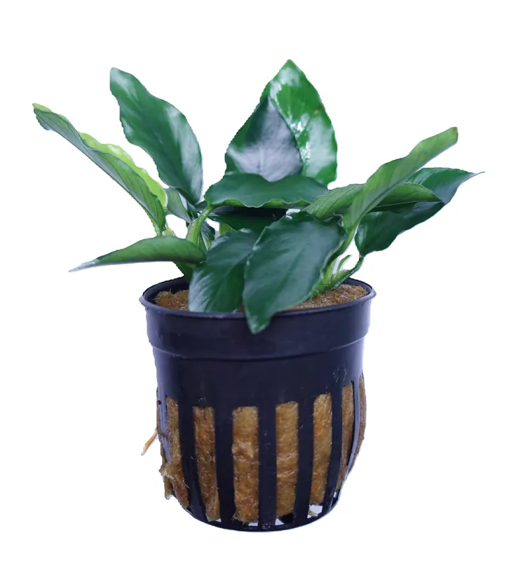 Anubias Barteri Nana Long Wavy - Cuboid Nature Aquarium