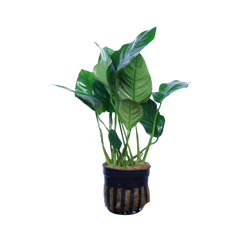 Anubias Barteri Nana Tall - Cuboid Nature Aquarium