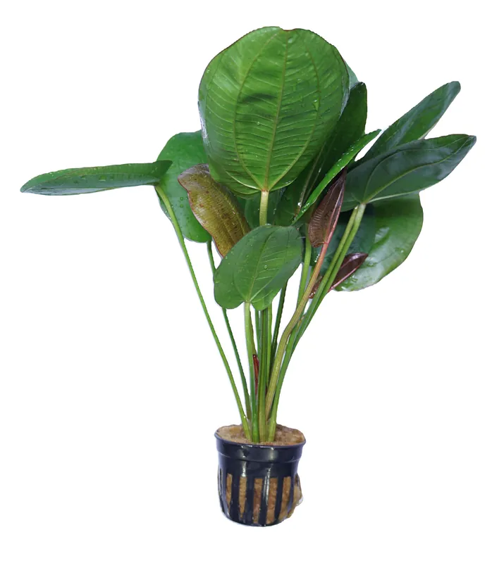 Echinodorus horizontalis variegated - Cuboid Nature Aquarium