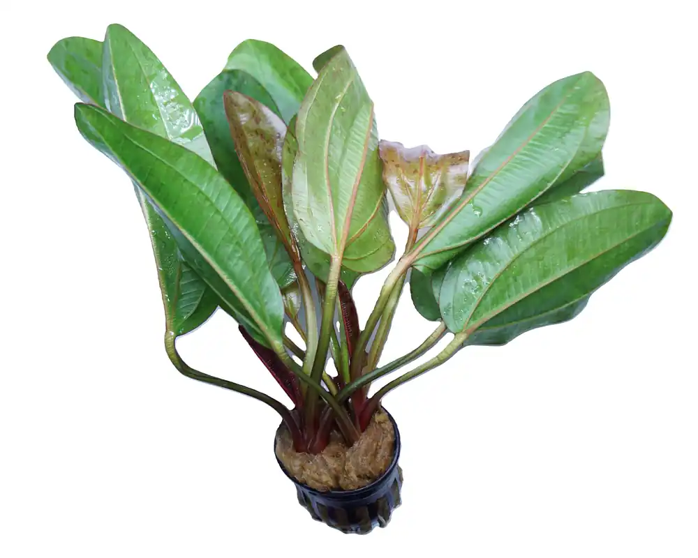 Echinodorus schlueteri - Cuboid Nature Aquarium