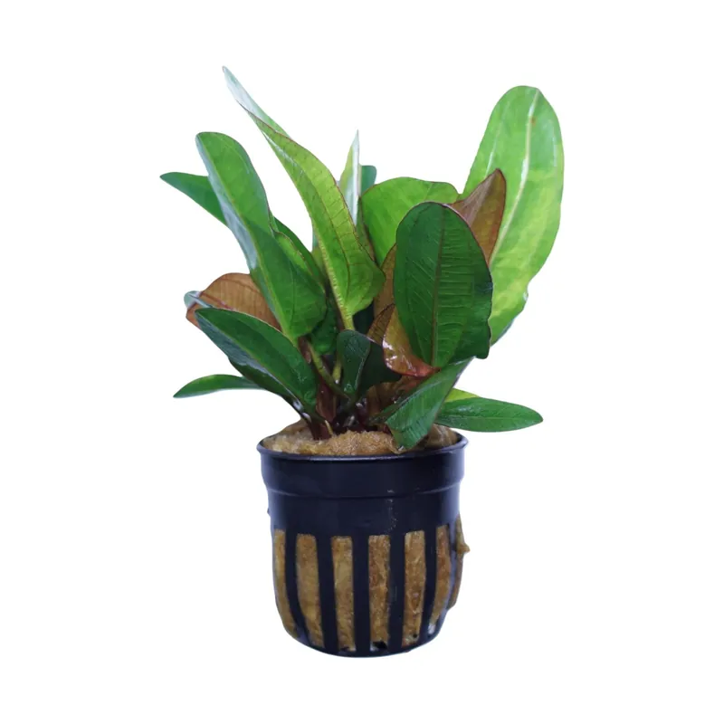 Echinodorus small bear - Cuboid Nature Aquarium