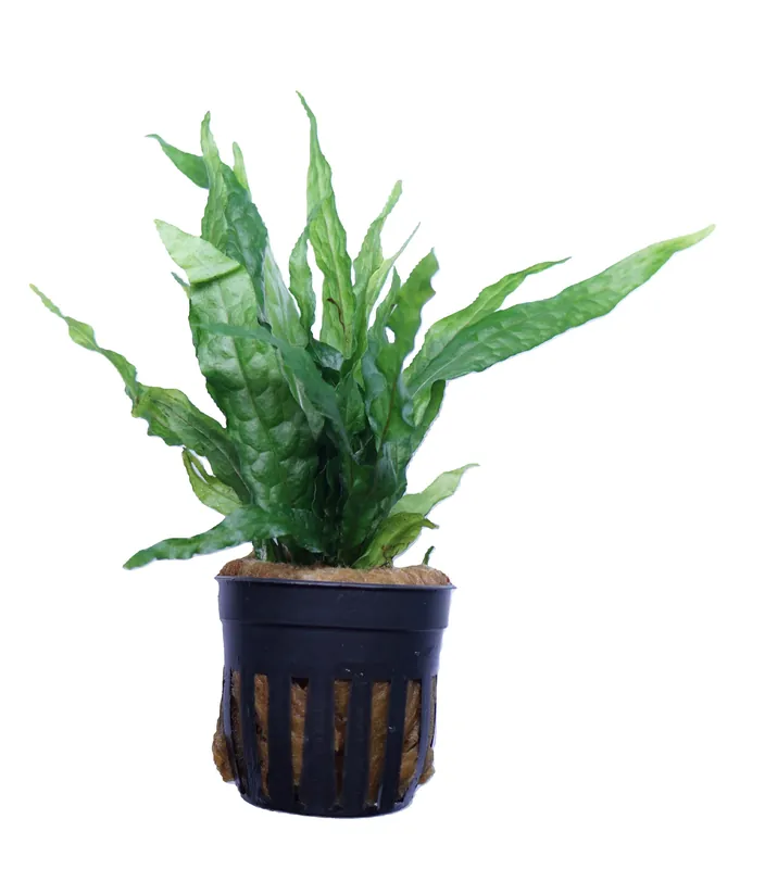 Java Fern var Soft - Cuboid Nature Aquarium