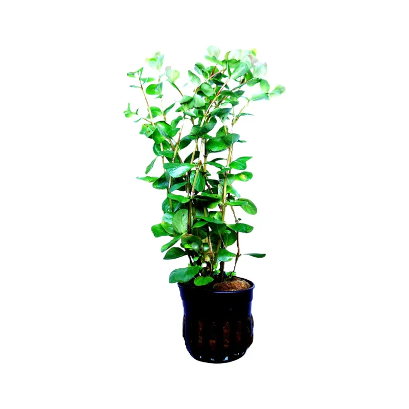 Rotala ceylon - Cuboid Nature Aquarium