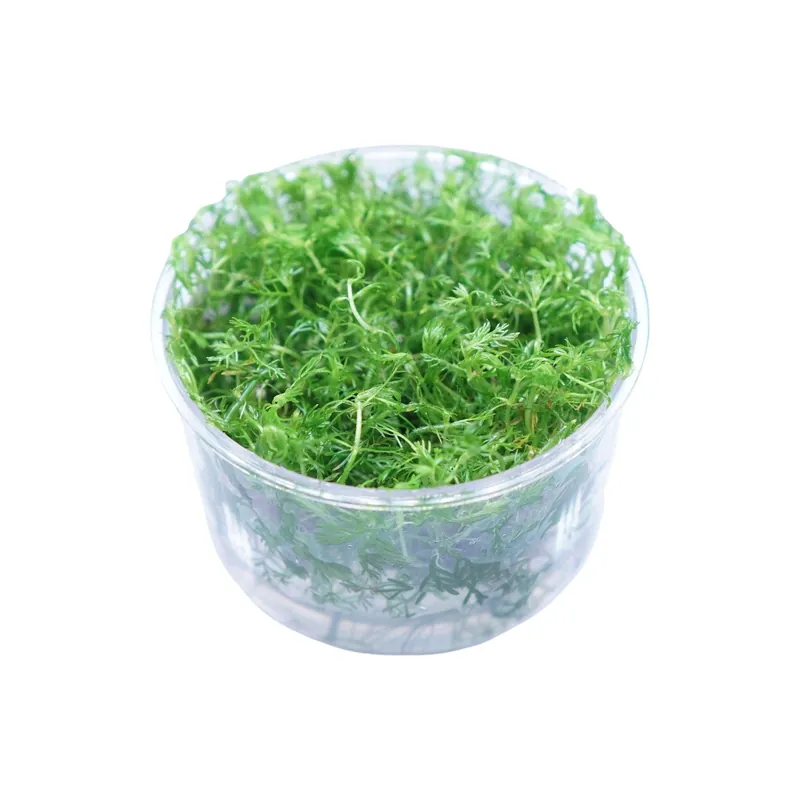 Myriophyllum elatinoides snowflake - Cuboid Nature Aquarium