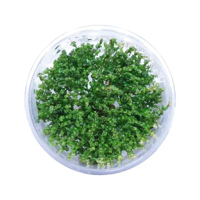 Rotala Macrandra Pearl - Cuboid Nature Aquarium