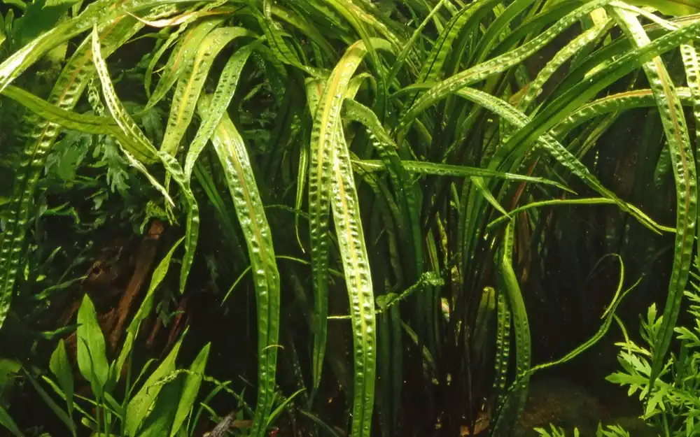 Cryptocoryne crispatula - Tropica