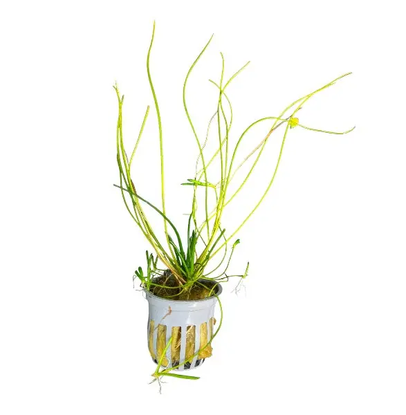 Littorella uniflora - WaterScape