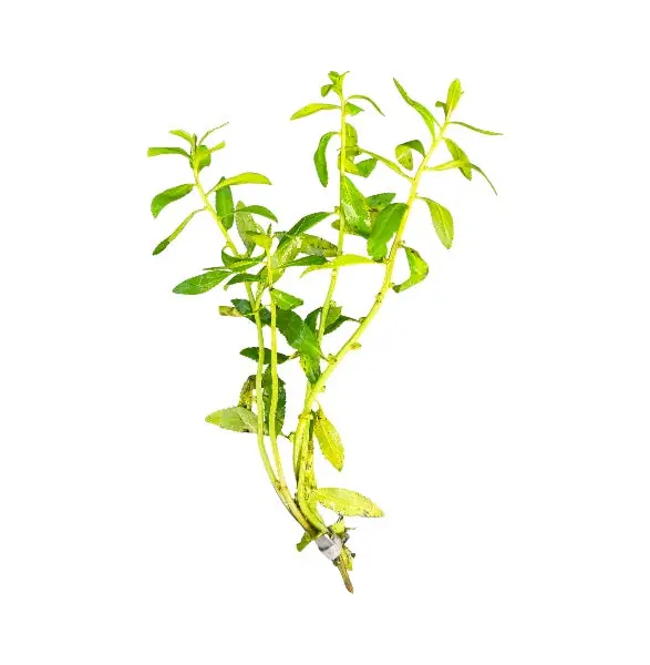 Proserpinaca palustris - Tropica