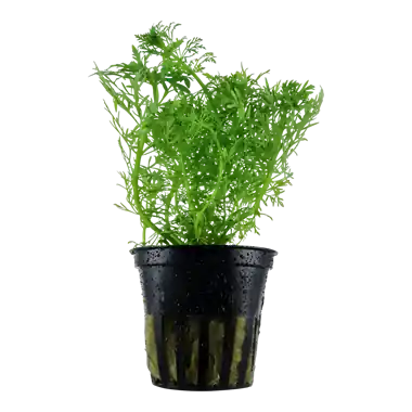 Limnophila Aquatica - Tropica