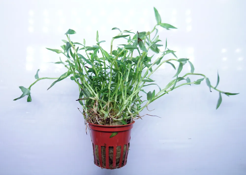 Murdannia keisak - Tropica
