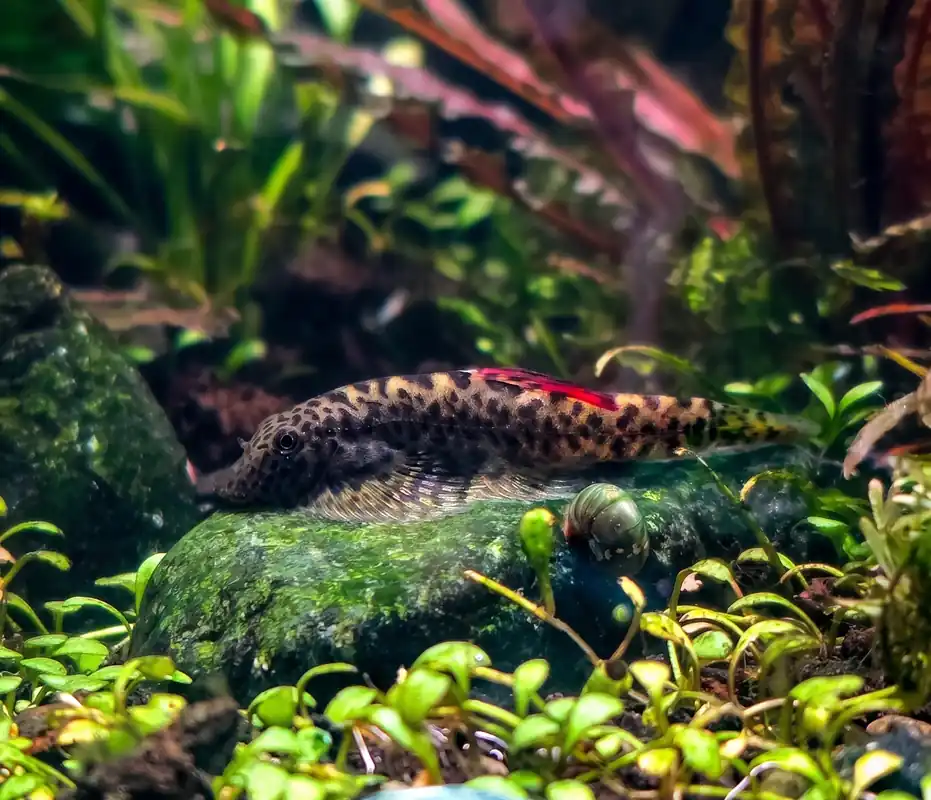 Red Fin Hillstream Loach - Cuboid Nature Aquarium