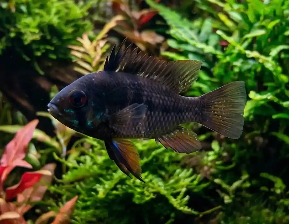 Black Knight Ram - Cuboid Nature Aquarium