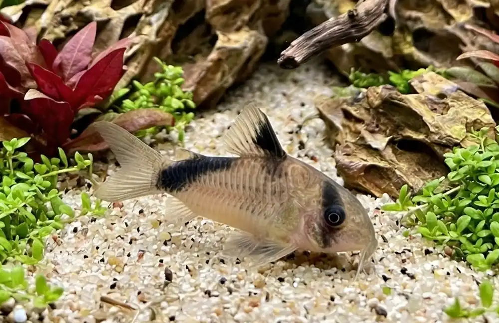 Melini Corydoras - Cuboid Nature Aquarium