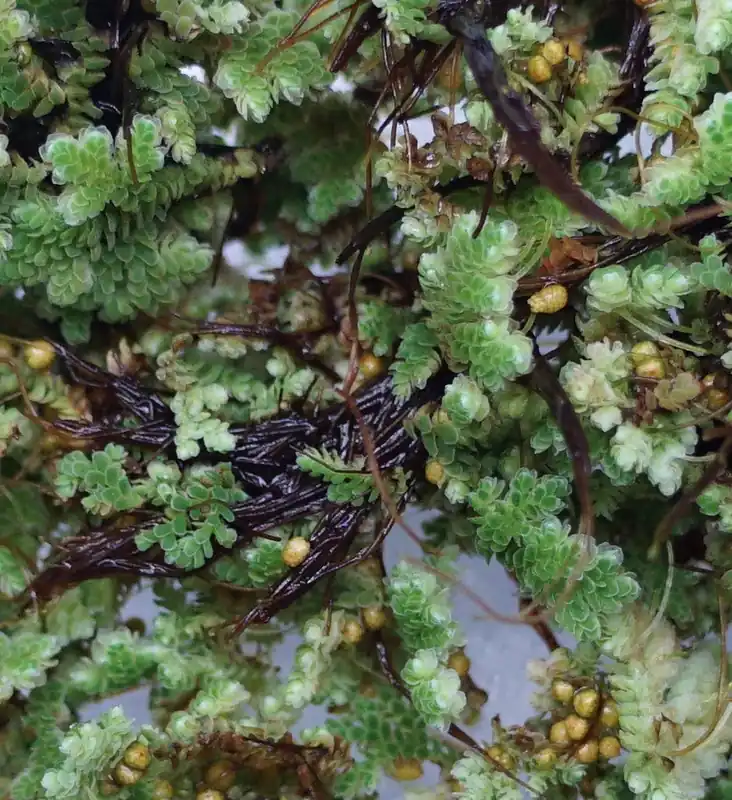 Azolla Caroliniana - Aquascaping Unlimited