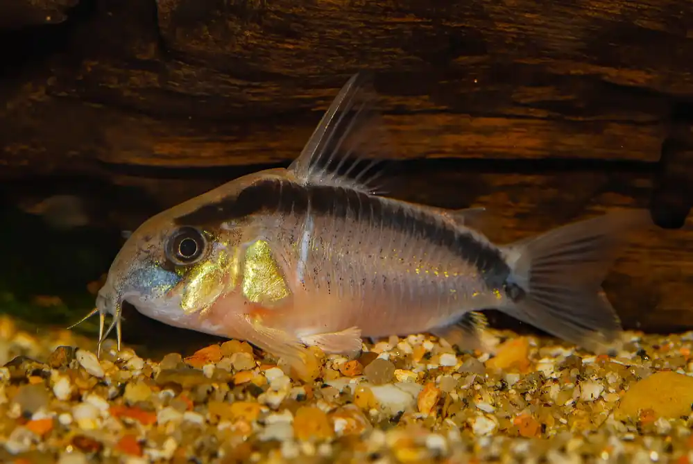 Skunk Corydoras (Granti) - Cuboid Nature Aquarium