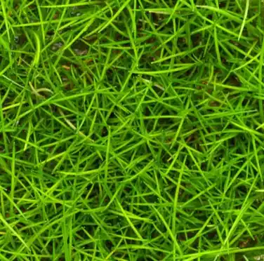 Mini Dwarf Hairgrass (Parvulus) - Cuboid Nature Aquarium