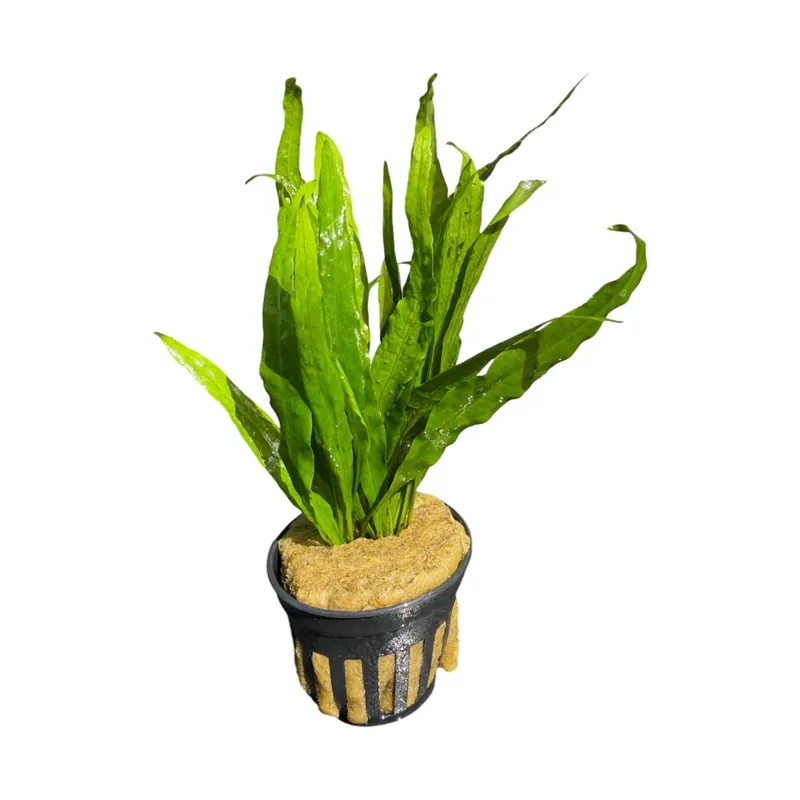 Java Fern Narrow - Cuboid Nature Aquarium