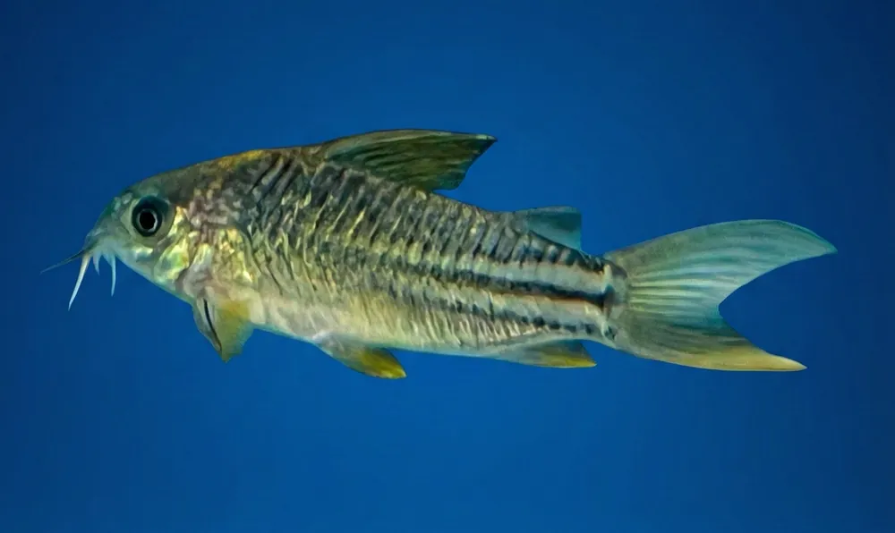 Yellow Cory C123 - Cuboid Nature Aquarium