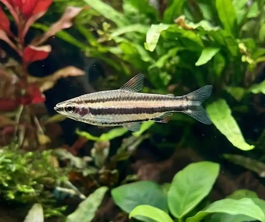 Dwarf Pencilfish - Cuboid Nature Aquarium