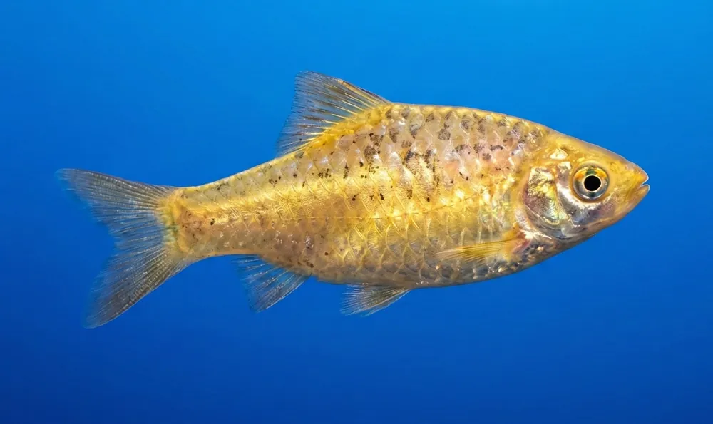 Gold Barb - Cuboid Nature Aquarium