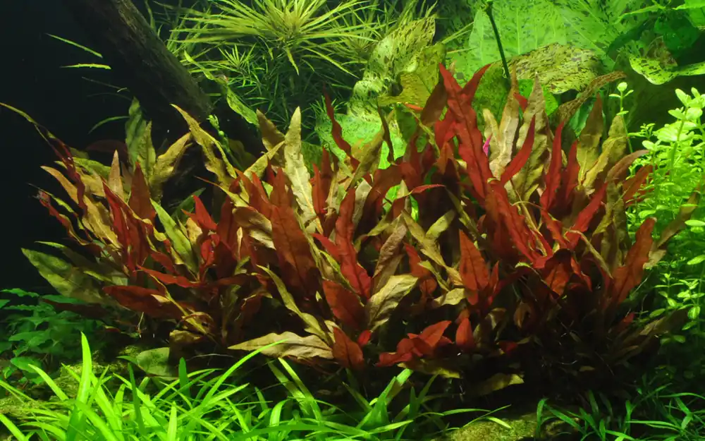 Alternanthera Reineckii Pink - Tropica