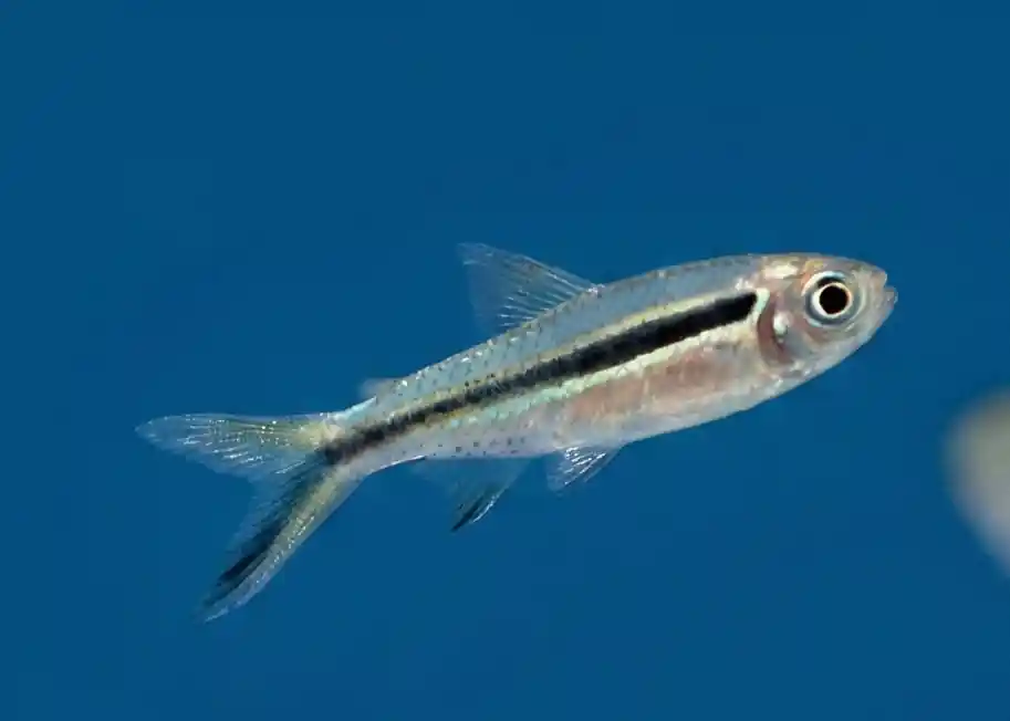 False Penguin Tetra - Cuboid Nature Aquarium