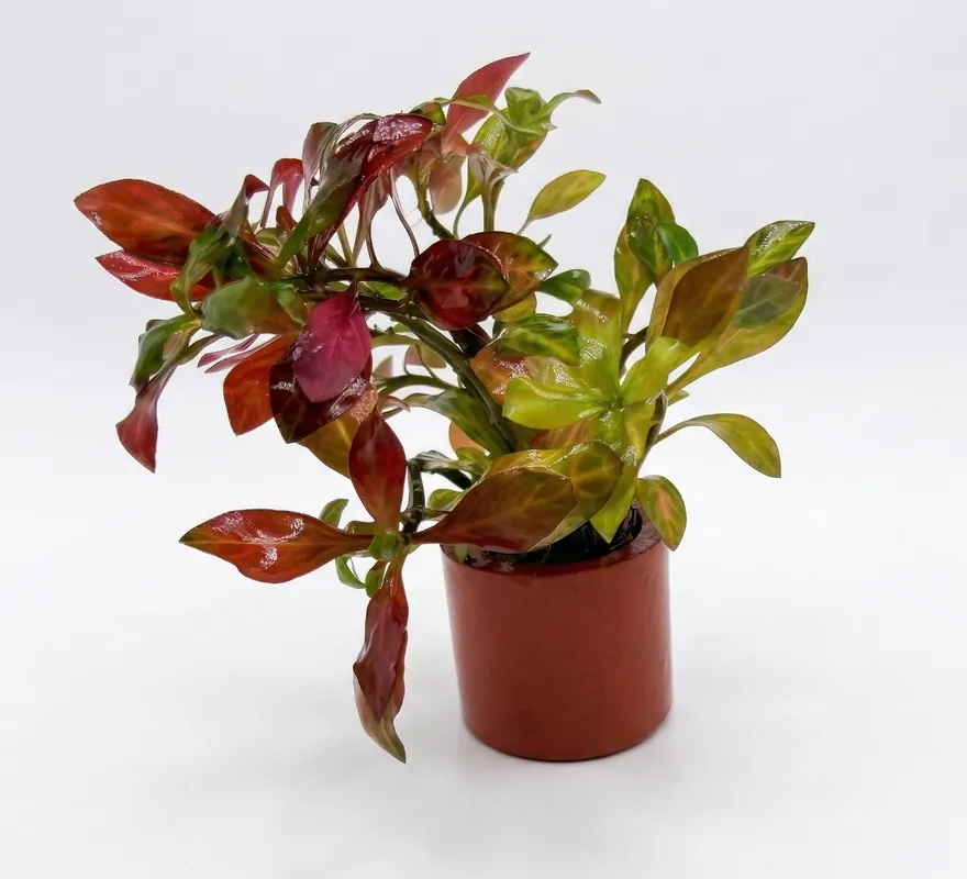 Ludwigia inclinata dark orange - WaterScape