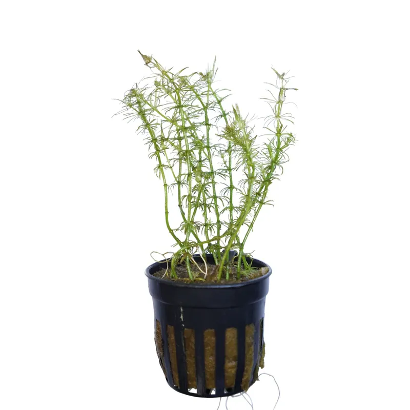 Bacopa myriophylloides - Tropica