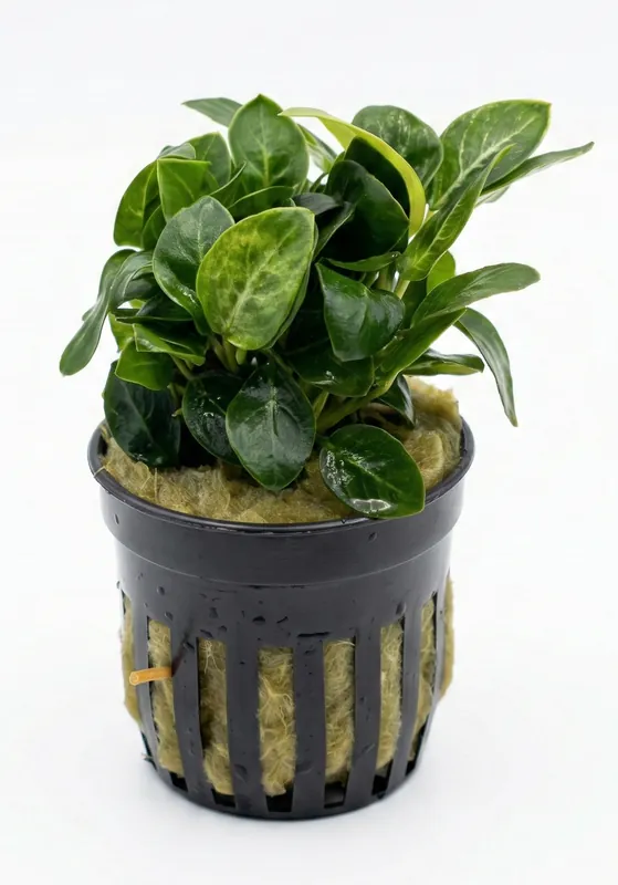 Anubias Giant Stardust - Cuboid Nature Aquarium