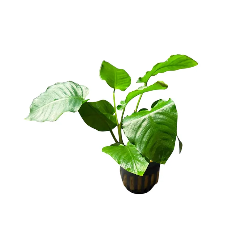 Anubias Barteri Emerald Bloom - Cuboid Nature Aquarium