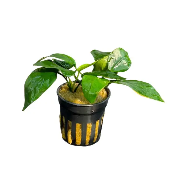 Anubias barteri nana short - Cuboid Nature Aquarium