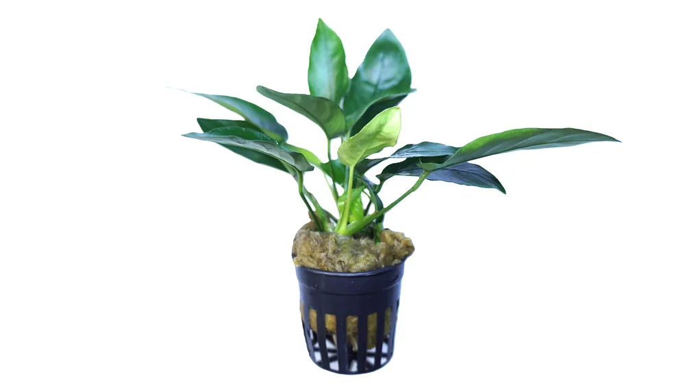 Anubias barteri nana ovalis - Cuboid Nature Aquarium