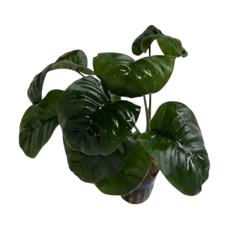 Anubias barteri rainforest - Cuboid Nature Aquarium