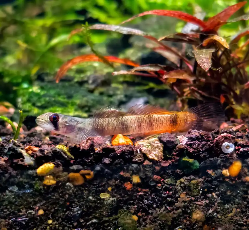 Flaming Arrow Goby - Cuboid Nature Aquarium