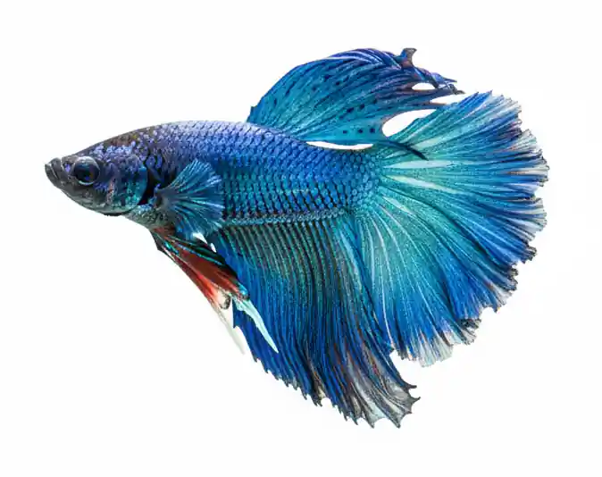 Royal Green Halfmoon Male Betta - Cuboid Nature Aquarium